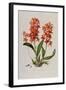 Star Orchid from 'Setrum Orchidaceum' by John Lindley, 1838-Henry Thomas Alken-Framed Giclee Print