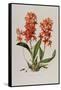 Star Orchid from 'Setrum Orchidaceum' by John Lindley, 1838-Henry Thomas Alken-Framed Stretched Canvas