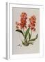 Star Orchid from 'Setrum Orchidaceum' by John Lindley, 1838-Henry Thomas Alken-Framed Giclee Print