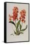 Star Orchid from 'Setrum Orchidaceum' by John Lindley, 1838-Henry Thomas Alken-Framed Stretched Canvas