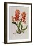 Star Orchid from 'Setrum Orchidaceum' by John Lindley, 1838-Henry Thomas Alken-Framed Giclee Print