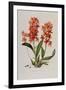 Star Orchid from 'Setrum Orchidaceum' by John Lindley, 1838-Henry Thomas Alken-Framed Giclee Print