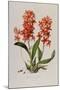 Star Orchid from 'Setrum Orchidaceum' by John Lindley, 1838-Henry Thomas Alken-Mounted Giclee Print