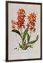 Star Orchid from 'Setrum Orchidaceum' by John Lindley, 1838-Henry Thomas Alken-Framed Giclee Print
