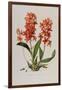 Star Orchid from 'Setrum Orchidaceum' by John Lindley, 1838-Henry Thomas Alken-Framed Giclee Print