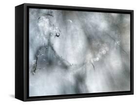 Star Player-Ursula Abresch-Framed Stretched Canvas