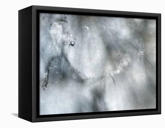 Star Player-Ursula Abresch-Framed Stretched Canvas