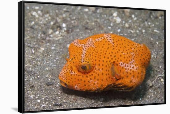 Star Puffer-Juvenile-Hal Beral-Framed Stretched Canvas