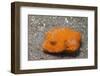 Star Puffer-Juvenile-Hal Beral-Framed Photographic Print