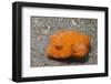 Star Puffer-Juvenile-Hal Beral-Framed Photographic Print