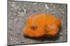 Star Puffer-Juvenile-Hal Beral-Mounted Photographic Print