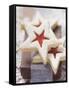 Star-Shaped Jam Biscuits with Icing Sugar (Christmas)-null-Framed Stretched Canvas