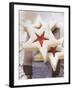 Star-Shaped Jam Biscuits with Icing Sugar (Christmas)-null-Framed Photographic Print