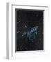 Star Sign - Aires, 2016-Vincent Alexander Booth-Framed Giclee Print