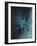 Star Sign - Geminii, 2016-Vincent Alexander Booth-Framed Giclee Print