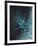 Star Sign - Geminii, 2016-Vincent Alexander Booth-Framed Giclee Print