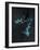 Star Sign -Pisces, 2016-Vincent Alexander Booth-Framed Giclee Print