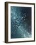 Star Sign - Scorpio, 2016-Vincent Alexander Booth-Framed Giclee Print