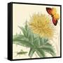 Star Thistle-Louis Van Houtte-Framed Stretched Canvas