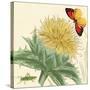 Star Thistle-Louis Van Houtte-Stretched Canvas