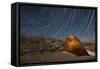 Star Trails Above a Campsite in Anza Borrego Desert State Park, California-null-Framed Stretched Canvas