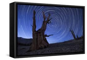 Star Trails Above an Ancient Bristlecone Pine Tree, California-null-Framed Stretched Canvas