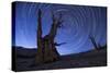 Star Trails Above an Ancient Bristlecone Pine Tree, California-null-Stretched Canvas