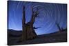 Star Trails Above an Ancient Bristlecone Pine Tree, California-null-Stretched Canvas