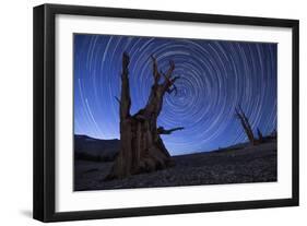 Star Trails Above an Ancient Bristlecone Pine Tree, California-null-Framed Premium Photographic Print