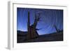 Star Trails Above an Ancient Bristlecone Pine Tree, California-null-Framed Premium Photographic Print