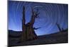 Star Trails Above an Ancient Bristlecone Pine Tree, California-null-Mounted Premium Photographic Print