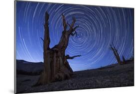 Star Trails Above an Ancient Bristlecone Pine Tree, California-null-Mounted Photographic Print
