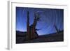 Star Trails Above an Ancient Bristlecone Pine Tree, California-null-Framed Photographic Print