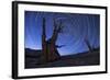 Star Trails Above an Ancient Bristlecone Pine Tree, California-null-Framed Photographic Print