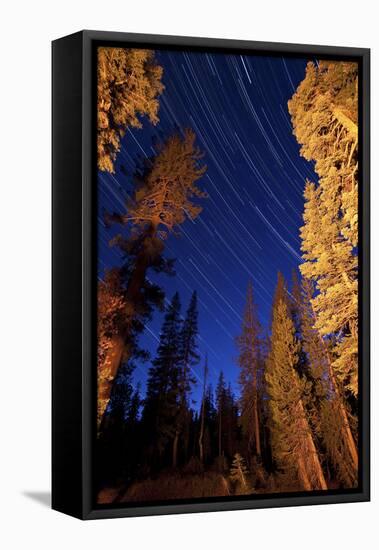 Star Trails Above Campfire Lit Pine Trees in Lassen Volcanic National Park-null-Framed Stretched Canvas