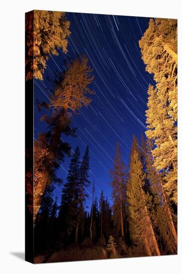 Star Trails Above Campfire Lit Pine Trees in Lassen Volcanic National Park-null-Stretched Canvas