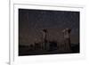 Star Trails Above Sand Tufa Formations at Mono Lake, California-null-Framed Photographic Print