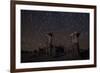 Star Trails Above Sand Tufa Formations at Mono Lake, California-null-Framed Photographic Print