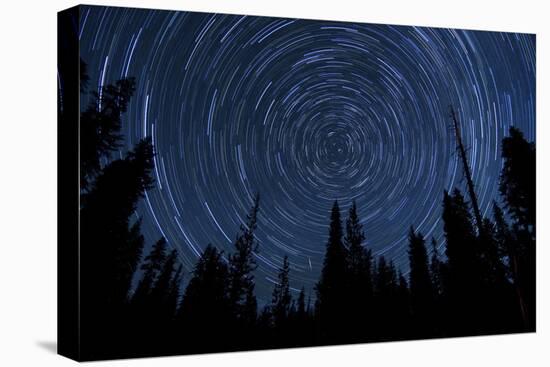 Star Trails and a Meteor Above Pine Trees in Lassen Volcanic National Park-null-Stretched Canvas