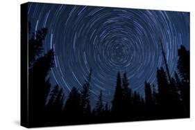 Star Trails and a Meteor Above Pine Trees in Lassen Volcanic National Park-null-Stretched Canvas