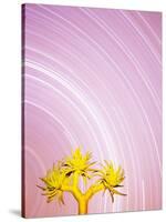 Star Trails and Aloe Tree-Michele Westmorland-Stretched Canvas