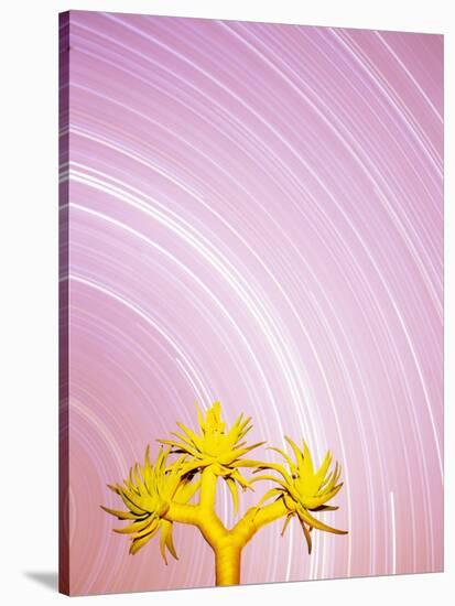 Star Trails and Aloe Tree-Michele Westmorland-Stretched Canvas