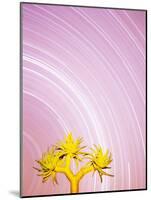 Star Trails and Aloe Tree-Michele Westmorland-Mounted Photographic Print