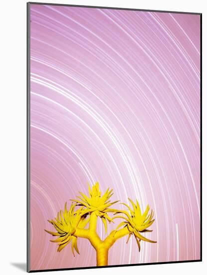 Star Trails and Aloe Tree-Michele Westmorland-Mounted Photographic Print