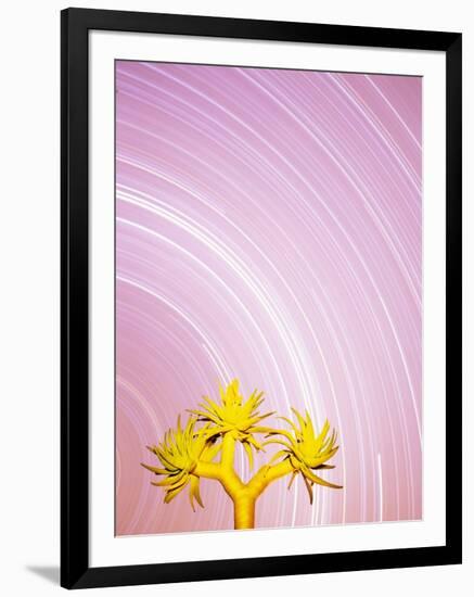 Star Trails and Aloe Tree-Michele Westmorland-Framed Photographic Print