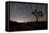 Star Trails and Joshua Trees in Joshua Tree National Park, California-null-Framed Stretched Canvas