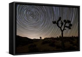 Star Trails and Joshua Trees in Joshua Tree National Park, California-null-Framed Stretched Canvas