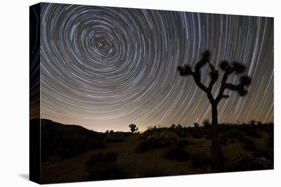 Star Trails and Joshua Trees in Joshua Tree National Park, California-null-Stretched Canvas