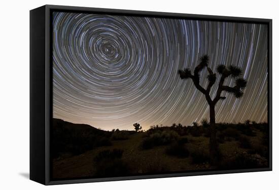 Star Trails and Joshua Trees in Joshua Tree National Park, California-null-Framed Stretched Canvas