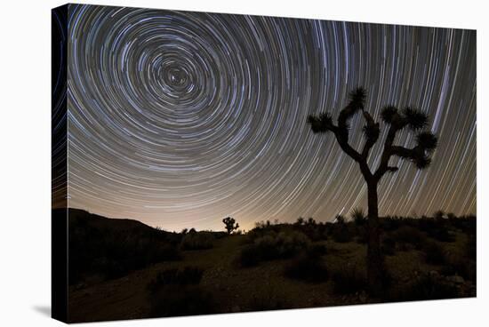 Star Trails and Joshua Trees in Joshua Tree National Park, California-null-Stretched Canvas